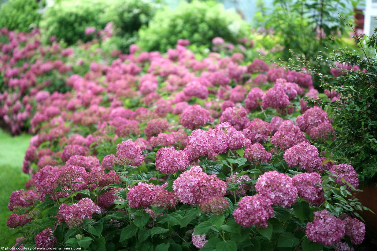 hydrangea arborescence BellaRagazza Mauvette