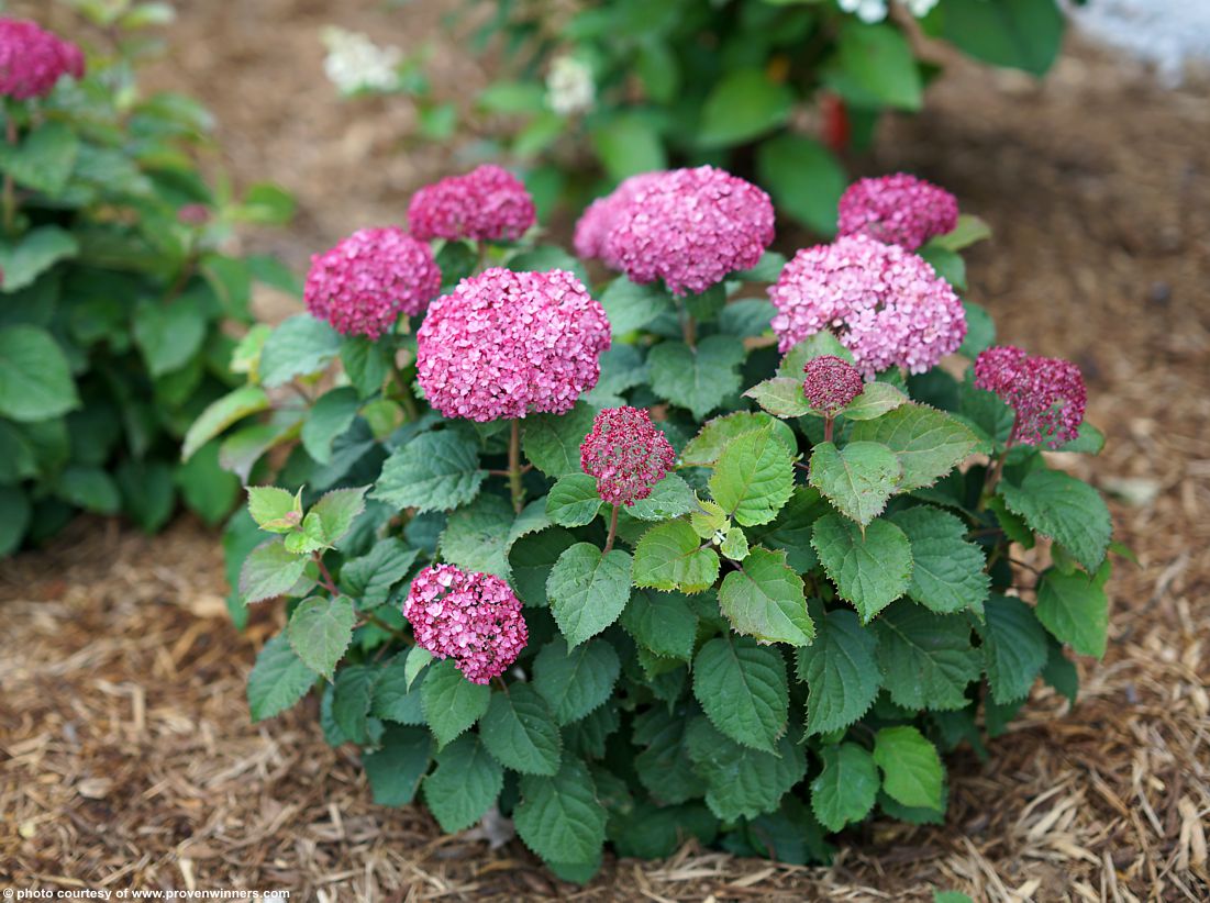 hydrangea arborescence BellaRagazza Mauvette