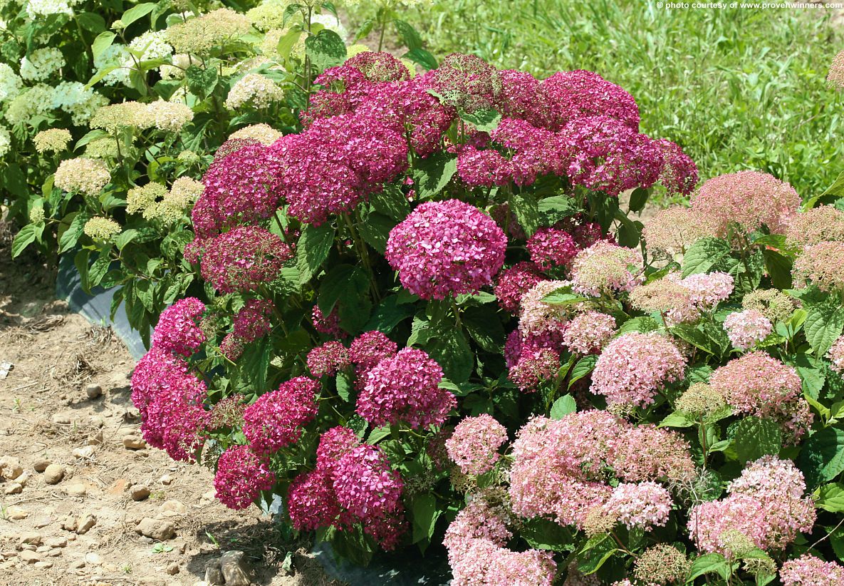 hydrangea arborescence BellaRagazza Mauvette