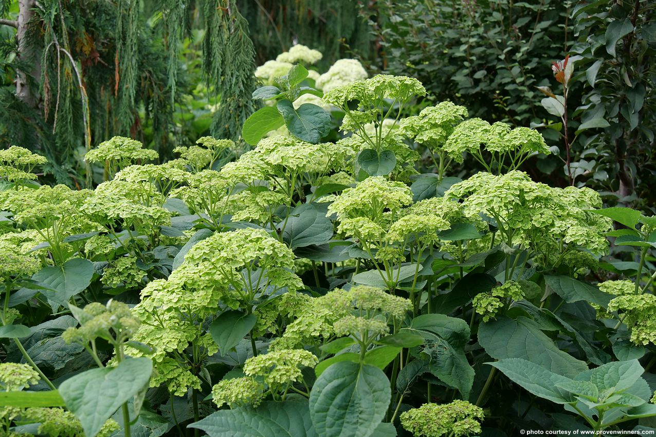 hydrangea arborescens Lavalamp Sublime