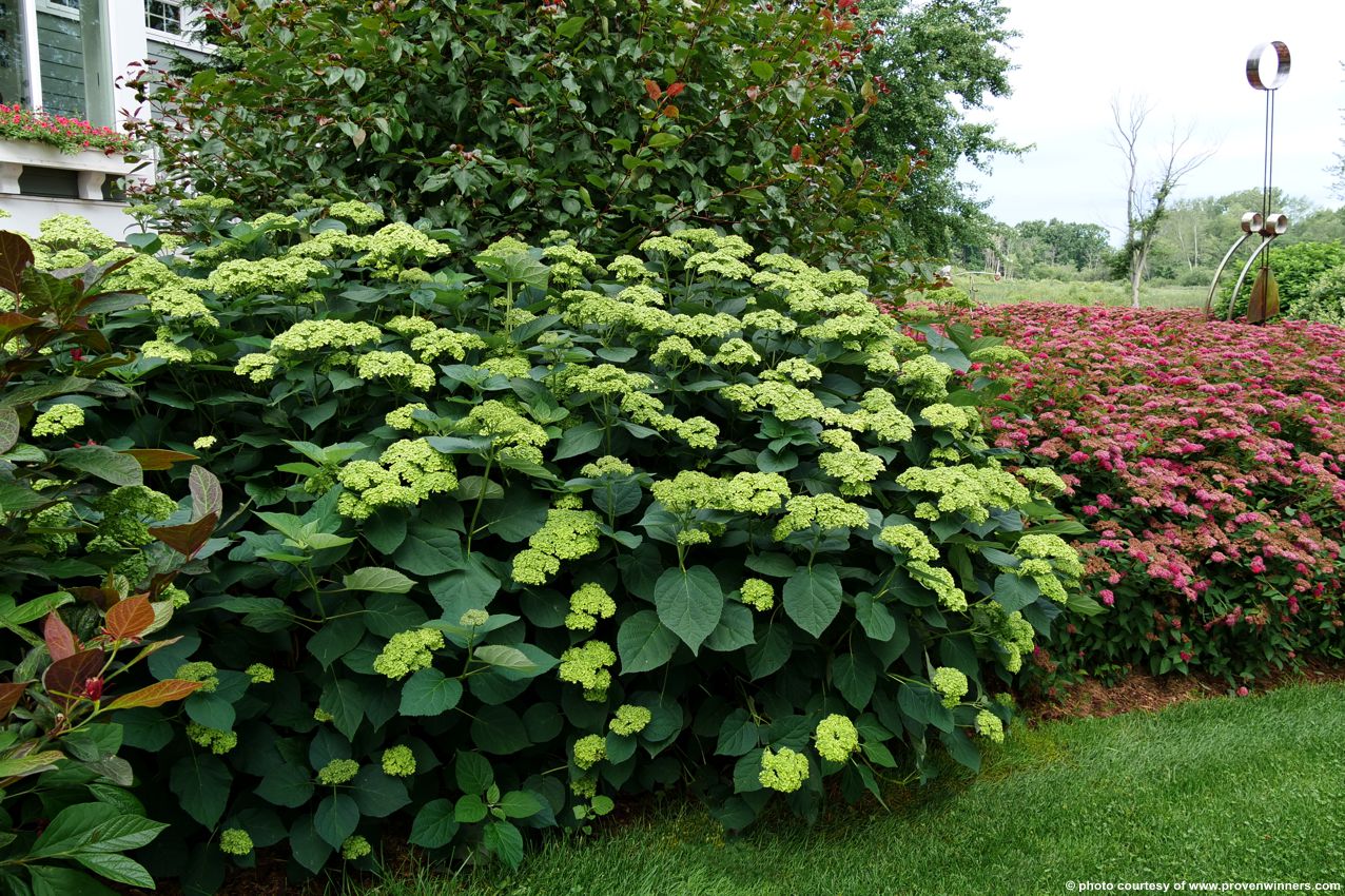 hydrangea arborescens Lavalamp Sublime