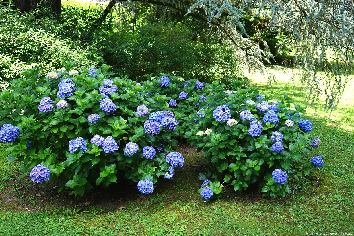 hydrangea macrophylla 2025