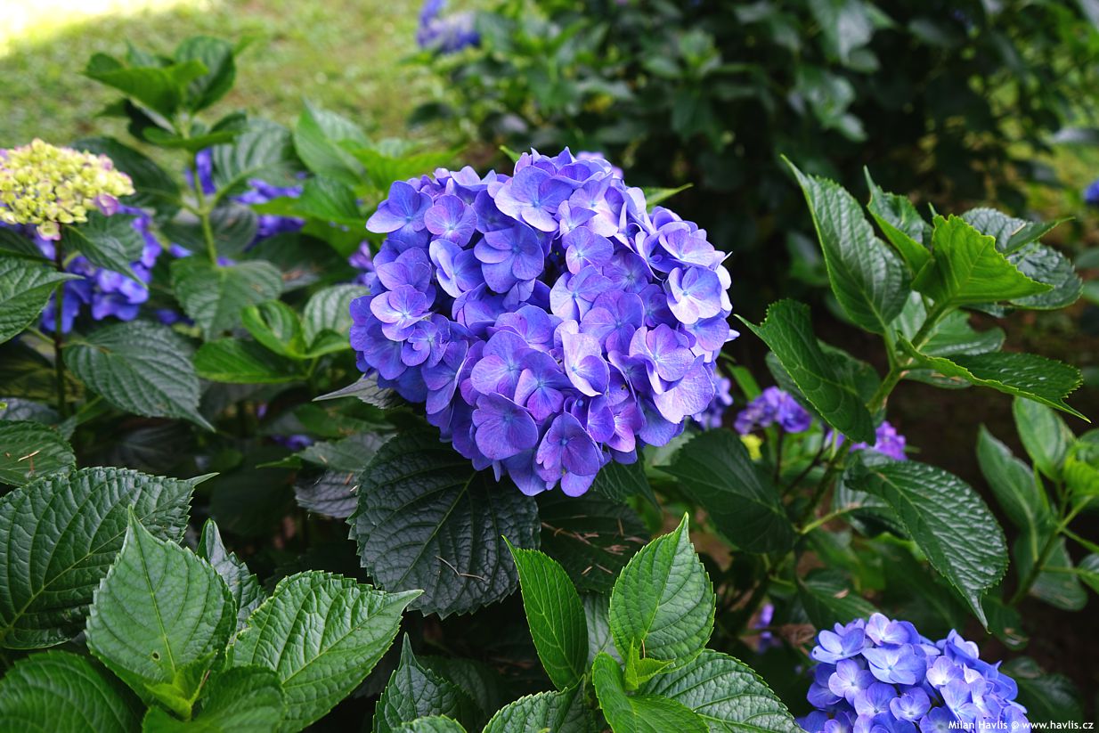 hydrangea macrophylla