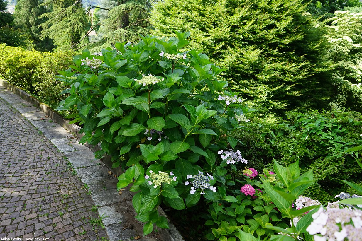 hydrangea macrophylla lace-cap