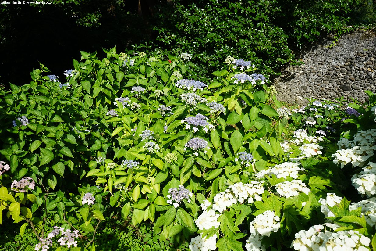 hydrangea macrophylla lace-cap