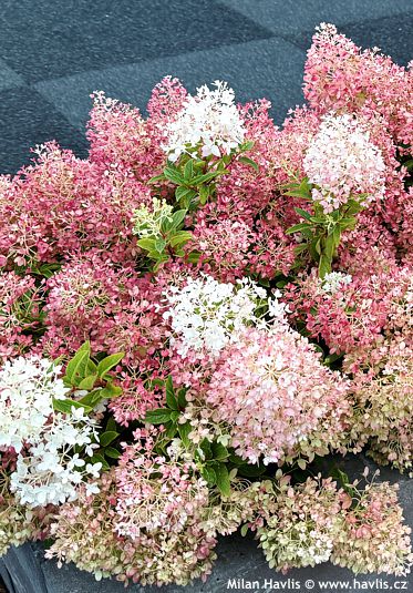 Hydrangea paniculata ‚LC NO21‘ GROUNDBREAKER® BLUSH