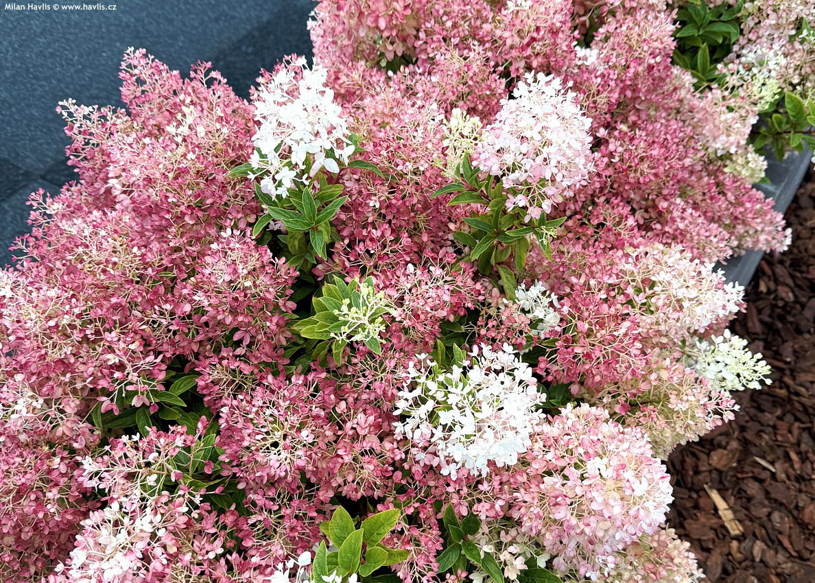 hydrangea paniculata Groundbreaker Blush