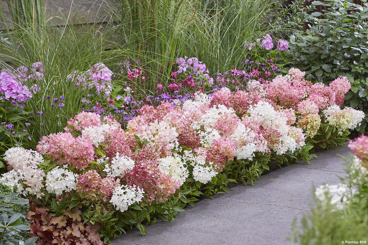 hydrangea paniculata Groundbreaker Blush