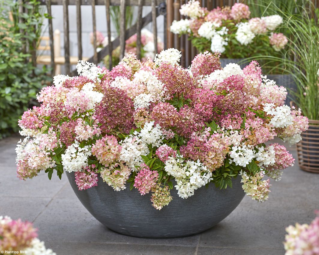 hydrangea paniculata Groundbreaker Blush