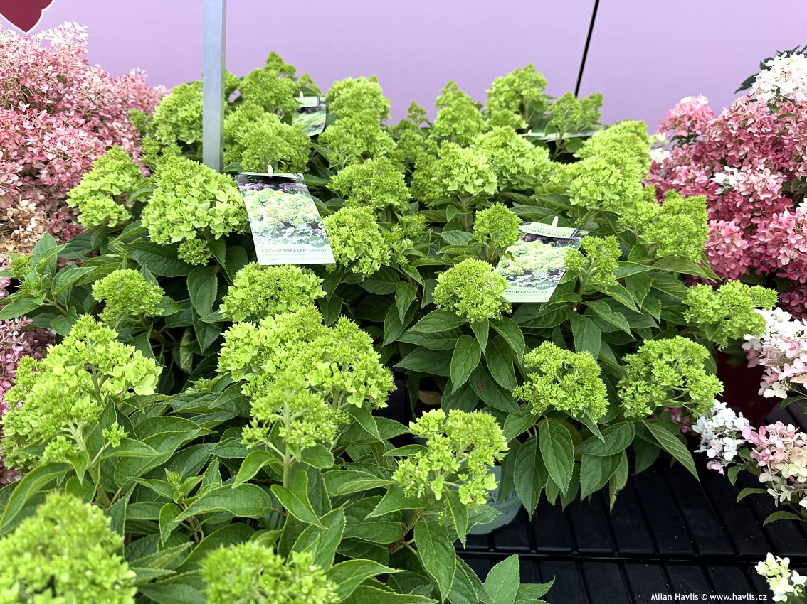hydrangea paniculata Groundbreaker Greeny