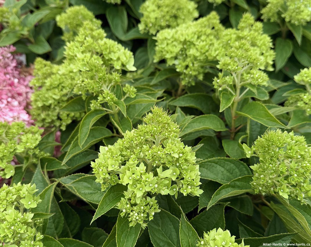 hydrangea paniculata Groundbreaker Greeny