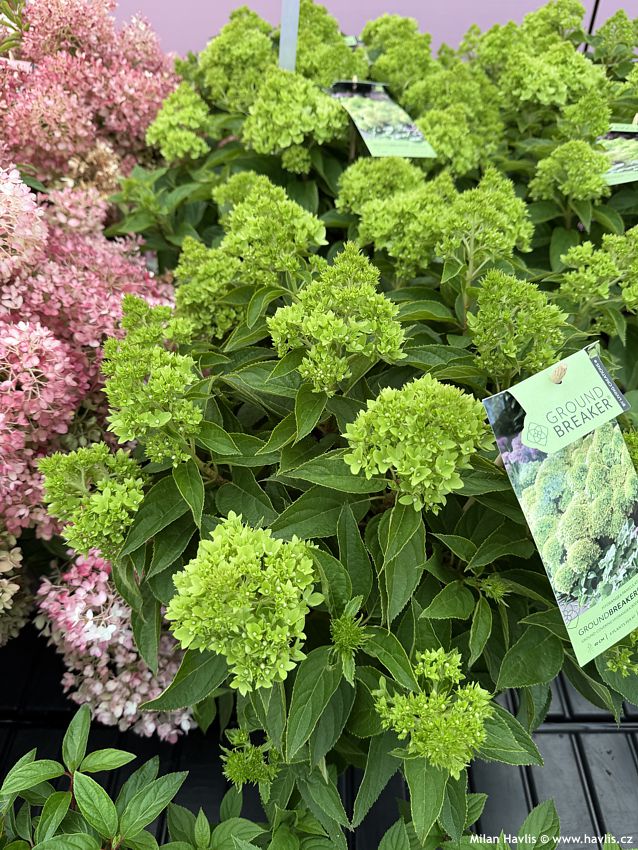 hydrangea paniculata Groundbreaker Greeny