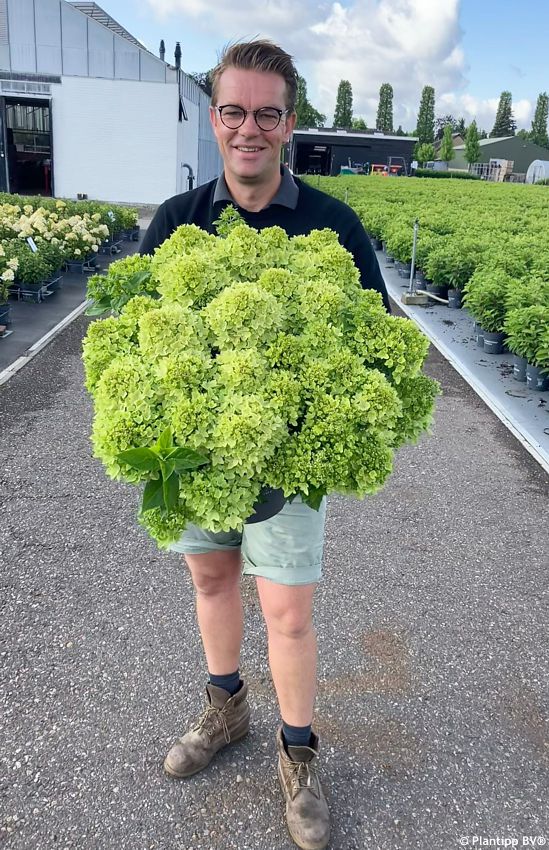 hydrangea paniculata Groundbreaker Greeny