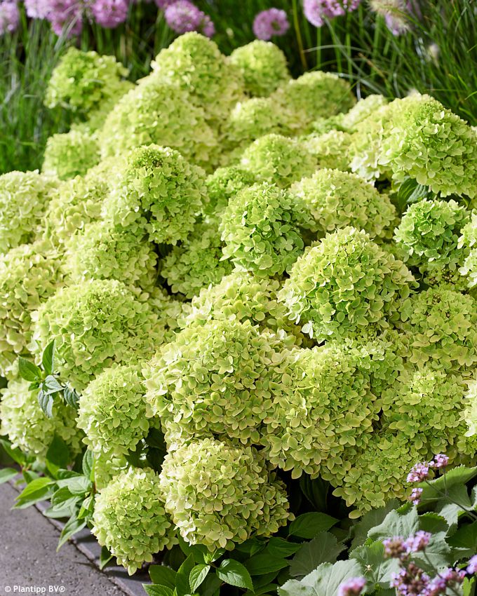 hydrangea paniculata Groundbreaker Greeny