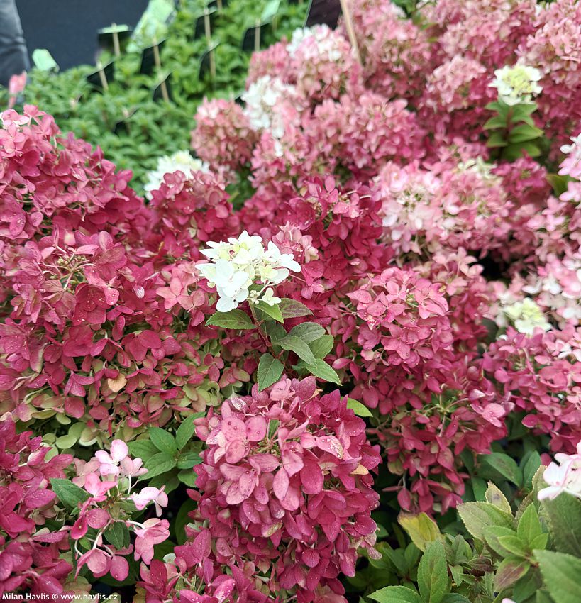 hydrangea paniculata Groundbreaker Ruby
