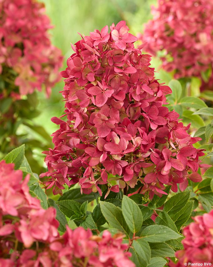 hydrangea paniculata Groundbreaker Ruby