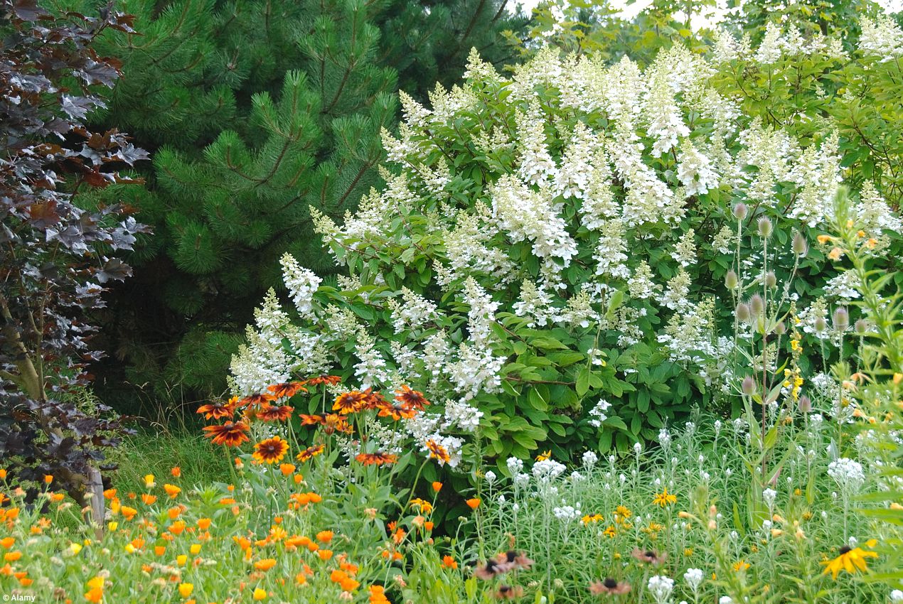 hydrangea paniculata Kyushu