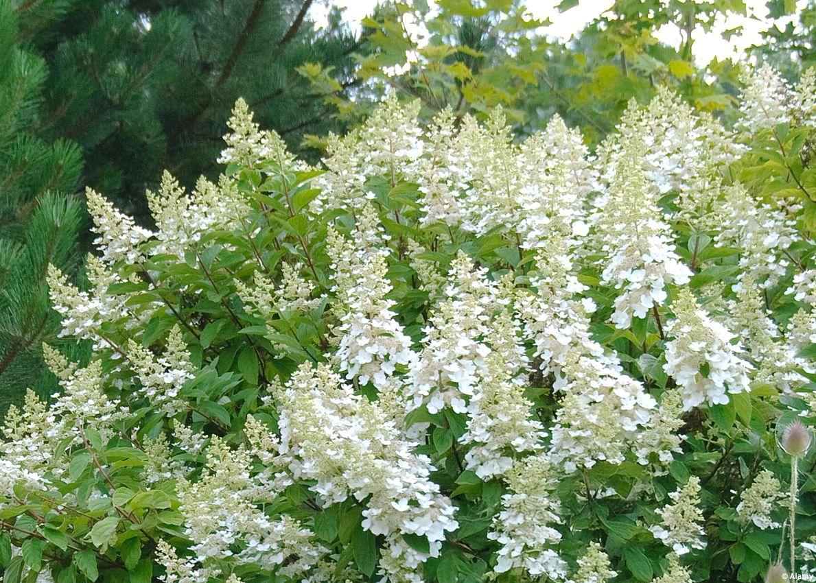 hydrangea paniculata Kyushu