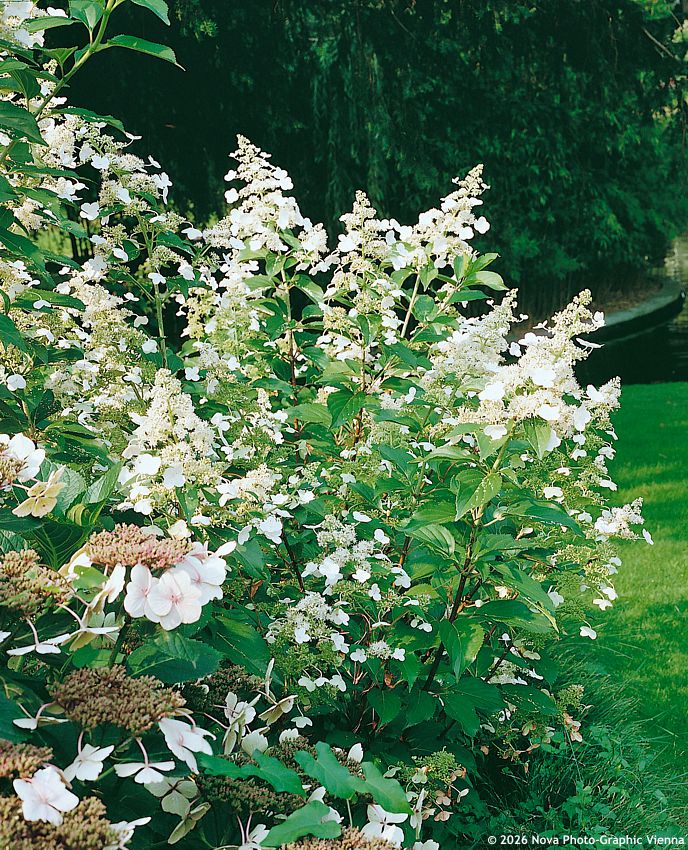 hydrangea paniculata Kyushu