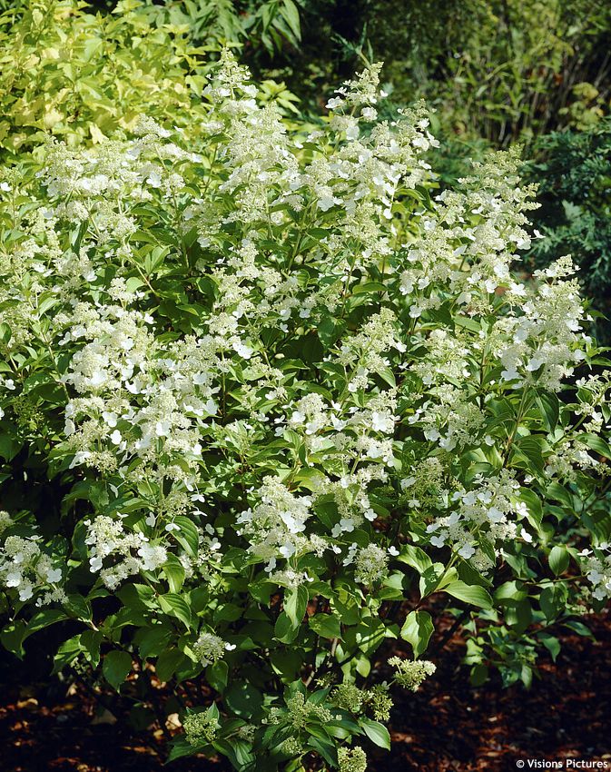 hydrangea paniculata Kyushu