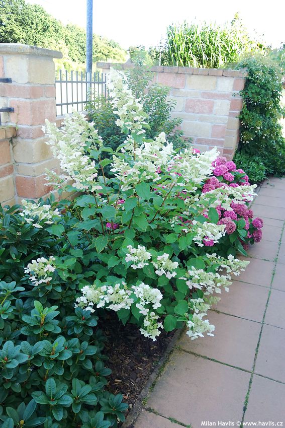 hydrangea paniculata Kyushu