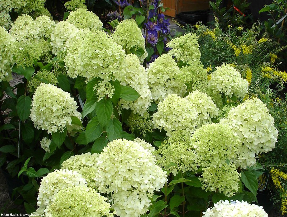 hydrangea paniculata Little Lime 2008.jpg