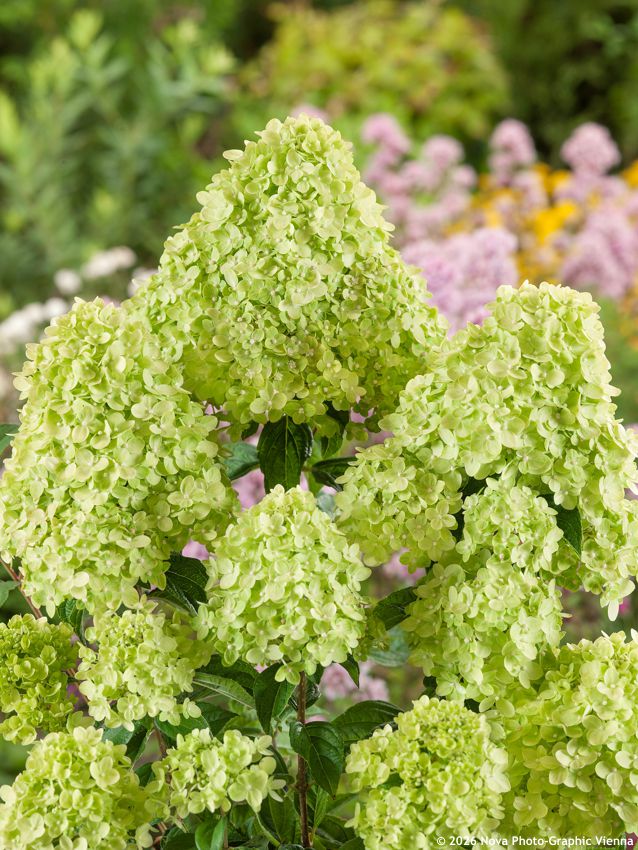 hydrangea paniculata Little Lime NOVA 1.jpg