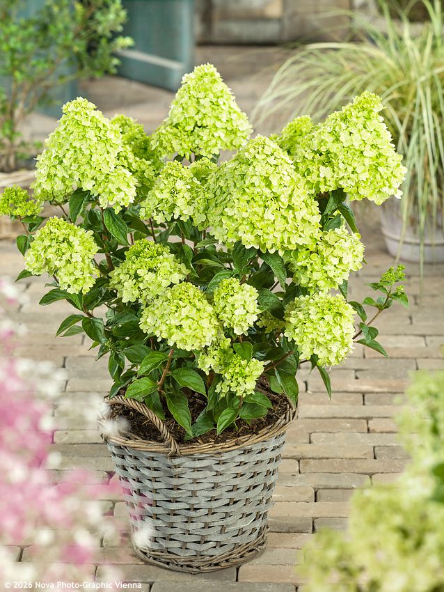 hydrangea paniculata Little Lime NOVA 2.jpg
