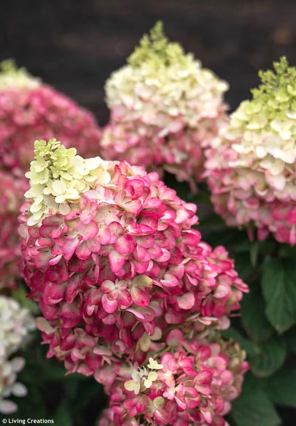 hydrangea paniculata Living Colourful Cocktail LIV 1.jpg