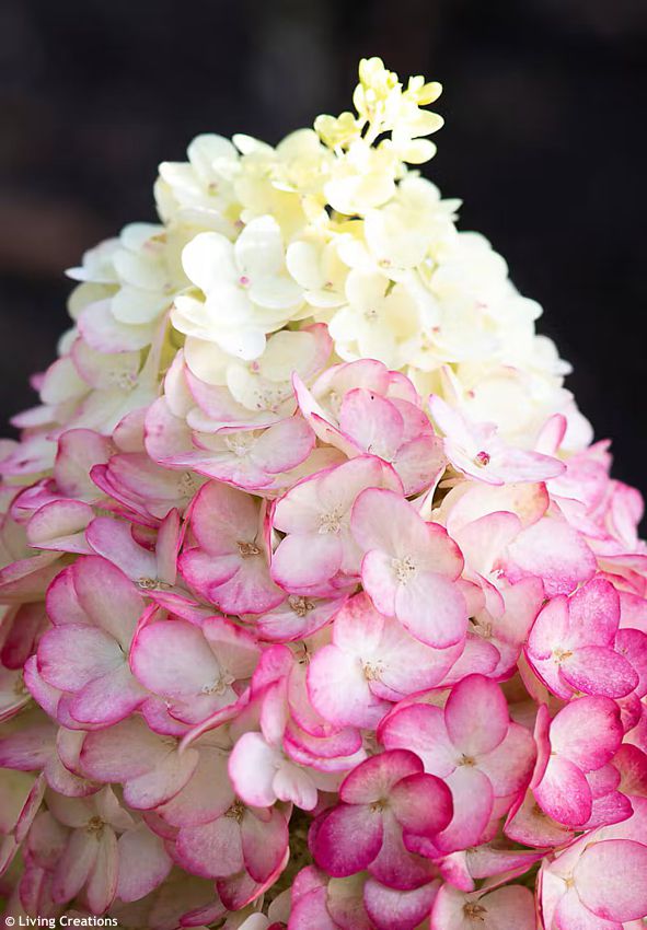 hydrangea paniculata Living Colourful Cocktail LIV 3.jpg