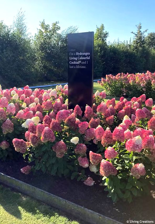hydrangea paniculata Living Colourful Cocktail LIV 5.jpg