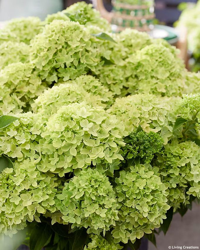 hydrangea paniculata Living Little Apple LC 1.jpg
