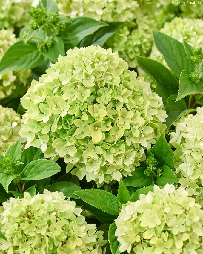 hydrangea paniculata Living Little Apple LC 2.jpg