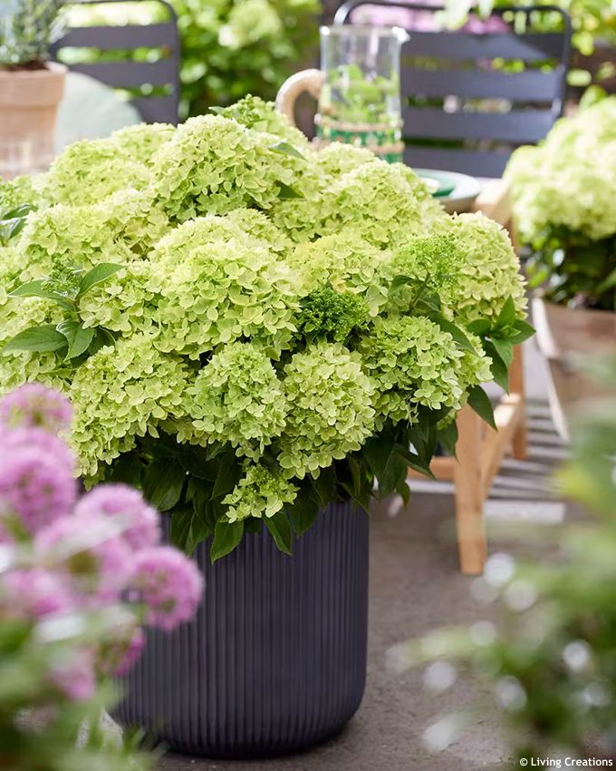 hydrangea paniculata Living Little Apple LC 3.jpg