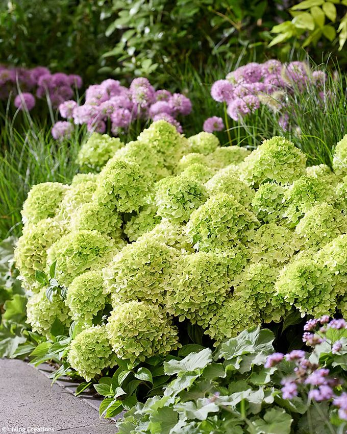 hydrangea paniculata Living Little Apple LC 4.jpg