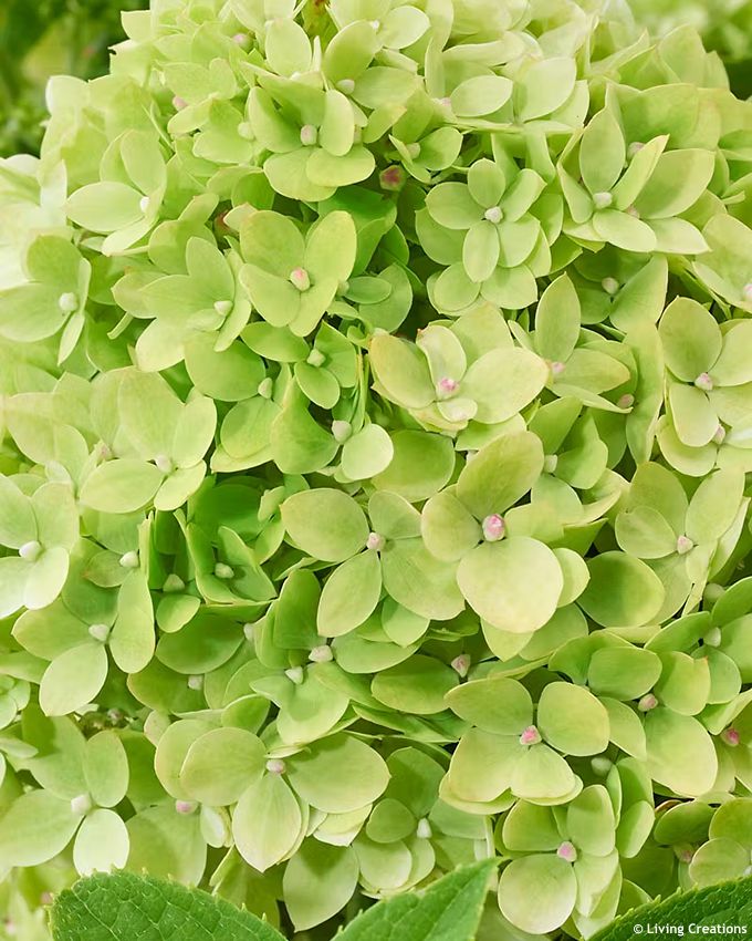 hydrangea paniculata Living Little Apple LC 5.jpg