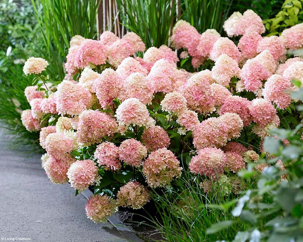 hydrangea paniculata Living Little Love LC 1.jpg