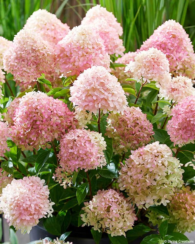 hydrangea paniculata Living Little Love LC 2.jpg
