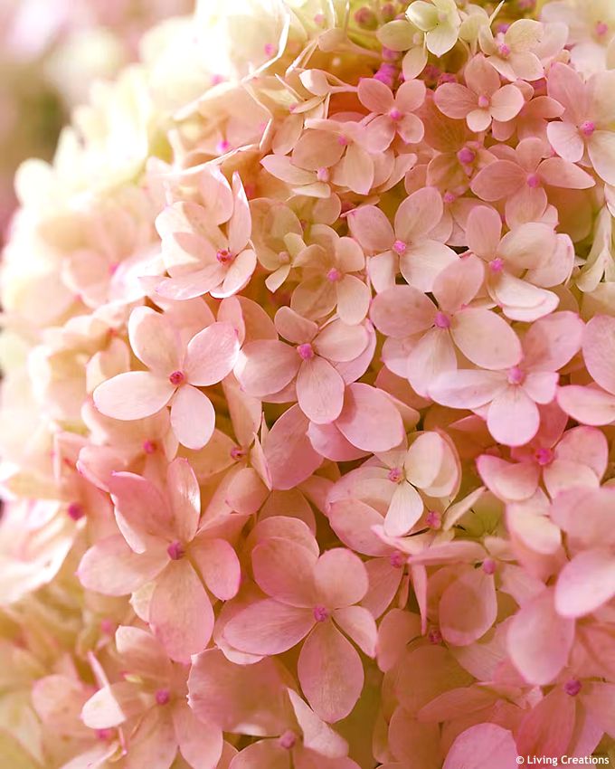 hydrangea paniculata Living Little Love LC 3.jpg