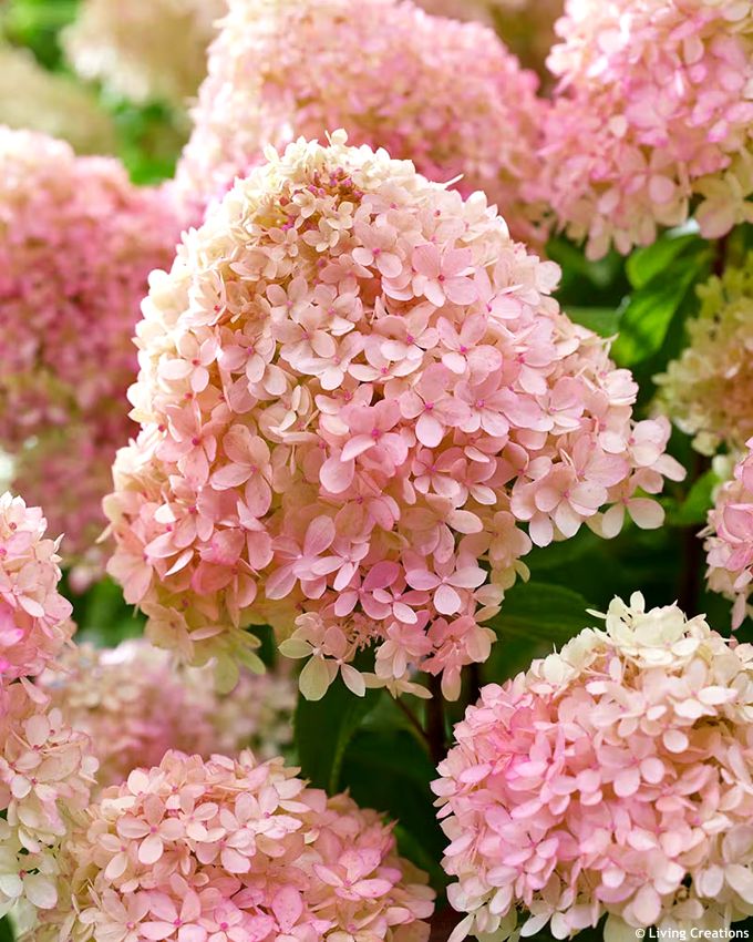 hydrangea paniculata Living Little Love LC 4.jpg