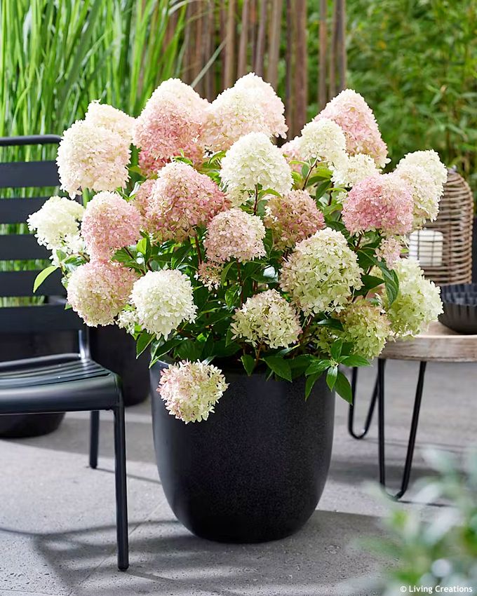 hydrangea paniculata Living Little Love LC 5.jpg