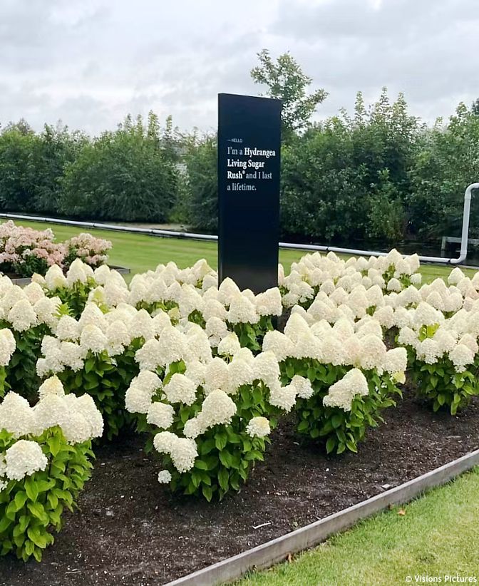 hydrangea paniculata Living Sugar Rush
