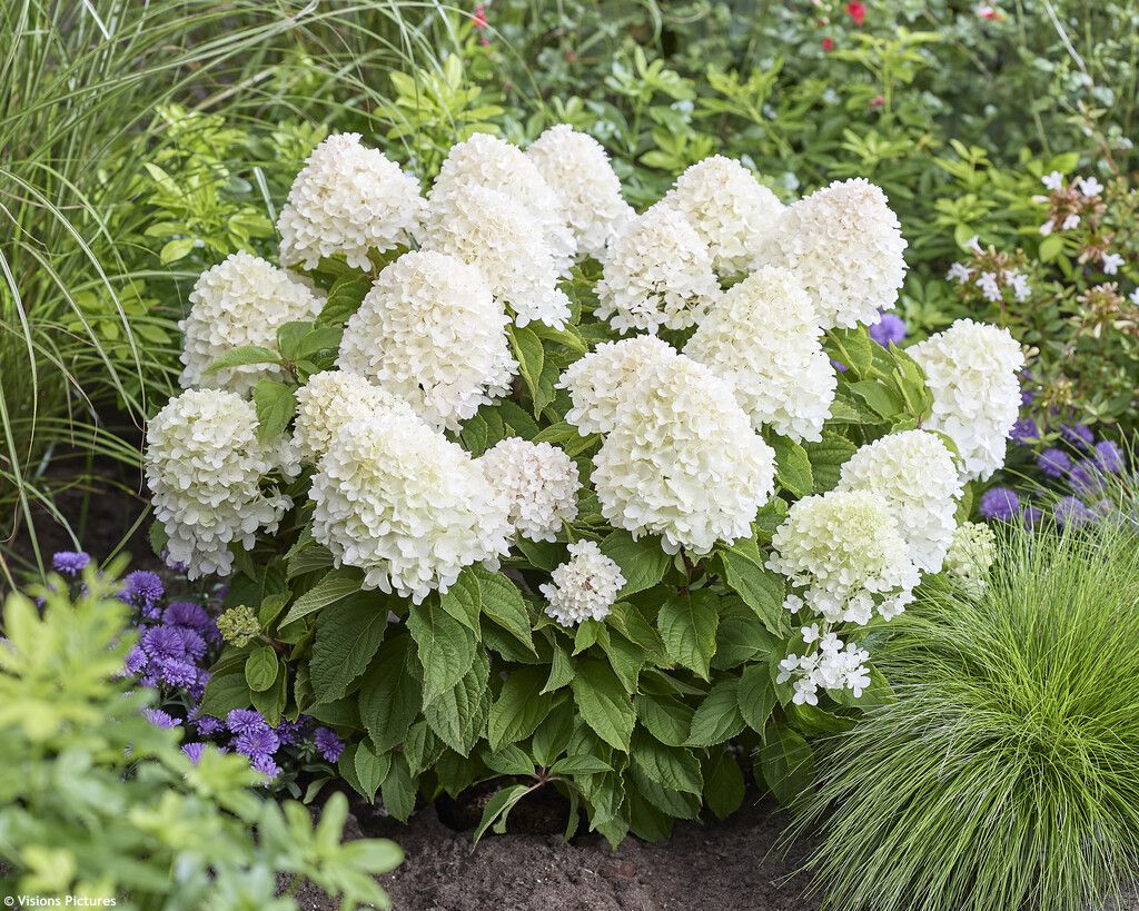 hydrangea paniculata Living Sugar Rush