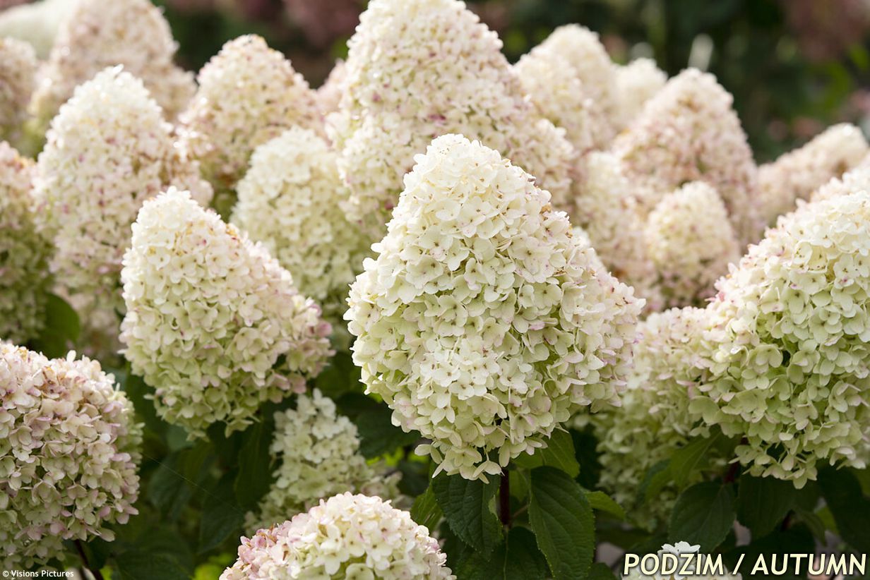 hydrangea paniculata Living Sugar Rush