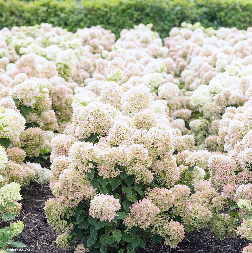 hydrangea paniculata Pinklight