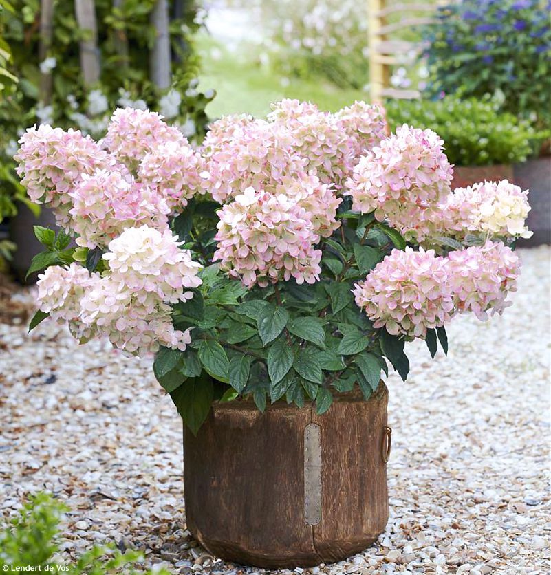 hydrangea paniculata Pinklight