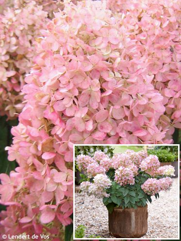 Hydrangea paniculata 'HYLV17520' PINKLIGHT®