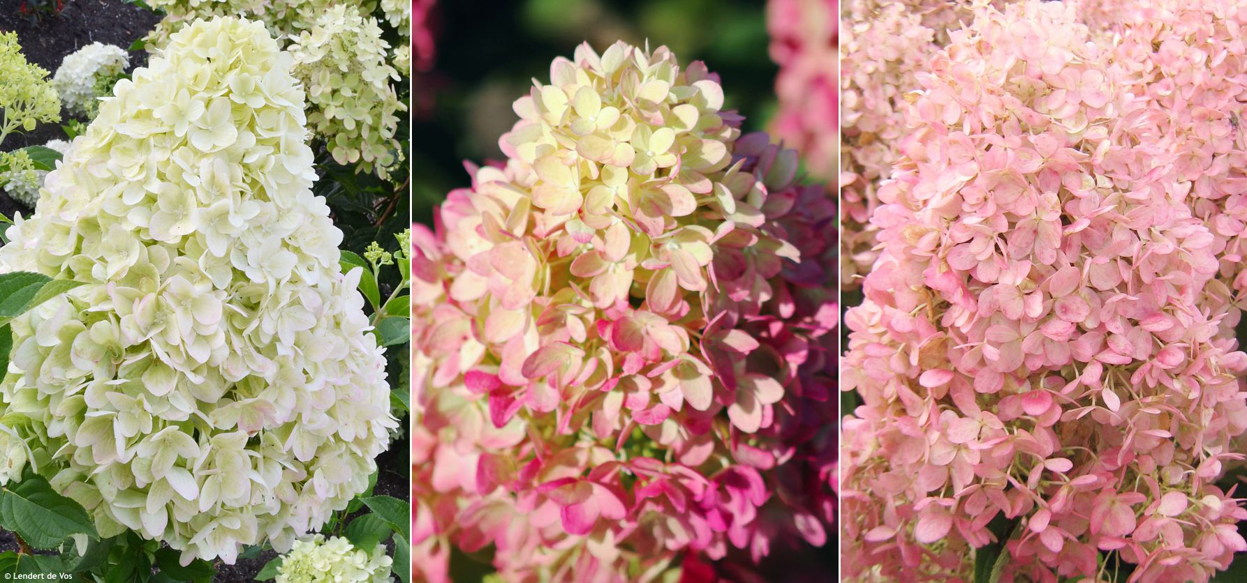 hydrangea paniculata Pinklight