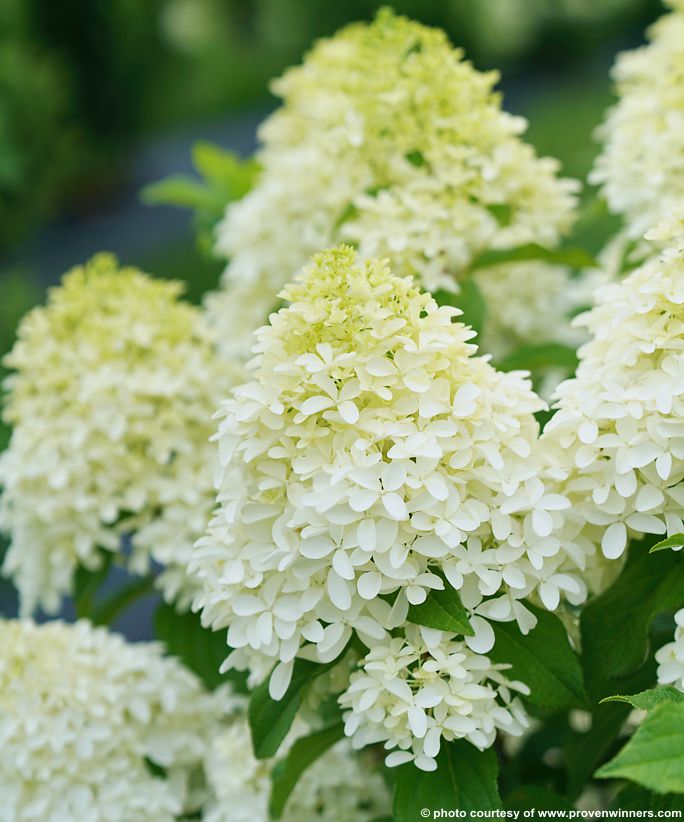 hydrangea paniculata Quick Fire Fab PW 10.jpg