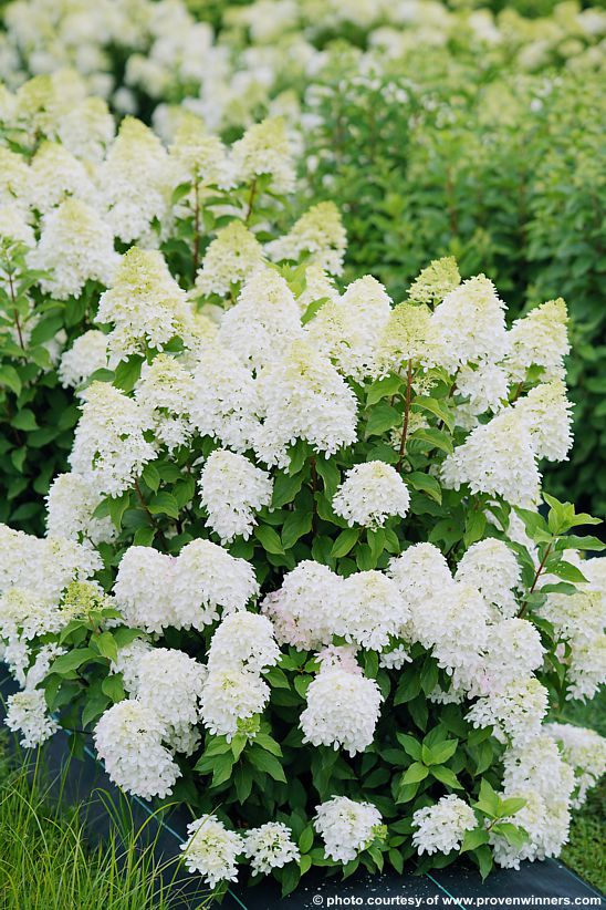 hydrangea paniculata Quick Fire Fab PW 11.jpg